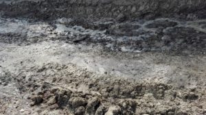 krokusy na turbaczu