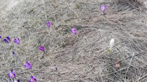 krokusy na turbaczu