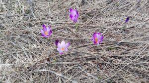 krokusy w gorcach